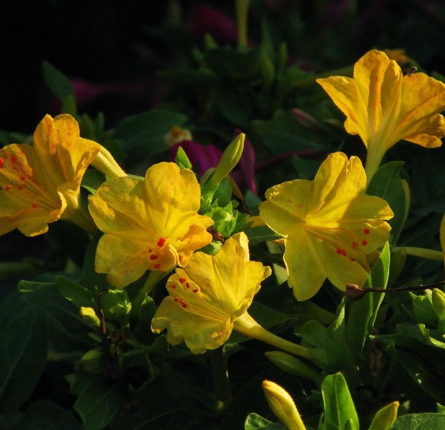 Мирабилис Иоланта