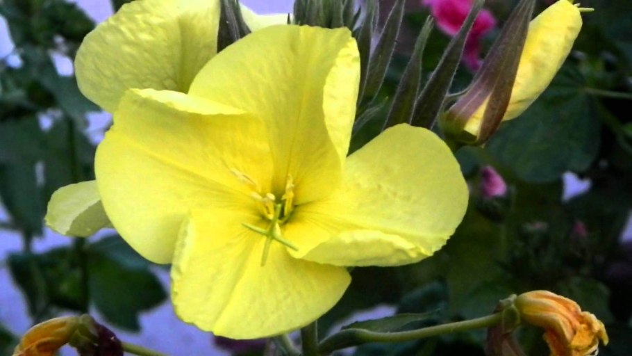 Ночная Фея цветок