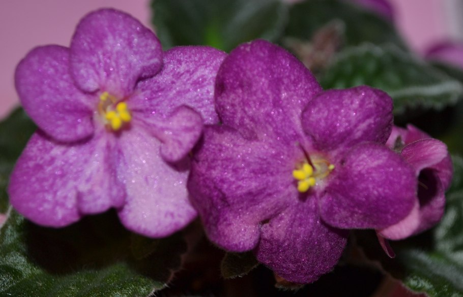 Фиалка пурпурит