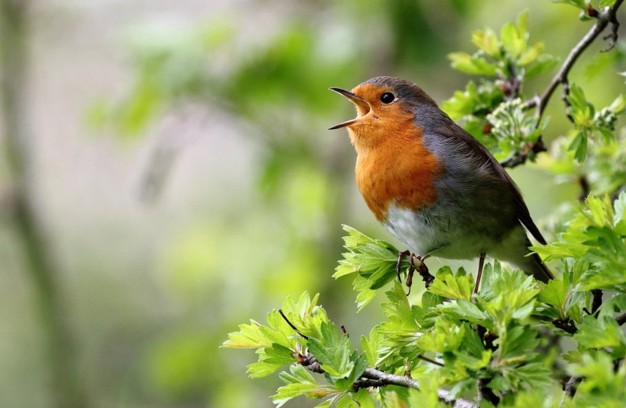 Малиновка певчая птица