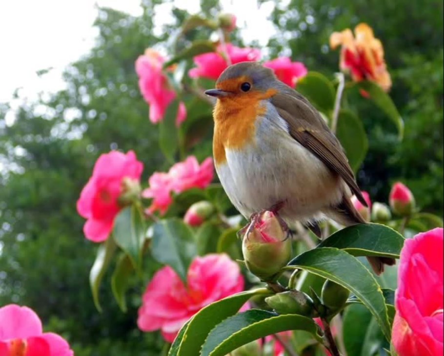 Зарянка птица расцветки