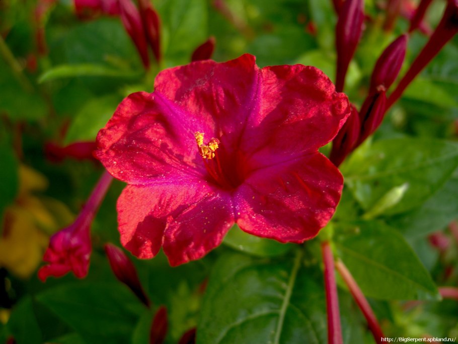 Мирабилис ялапа (Mirabilis Jalapa)