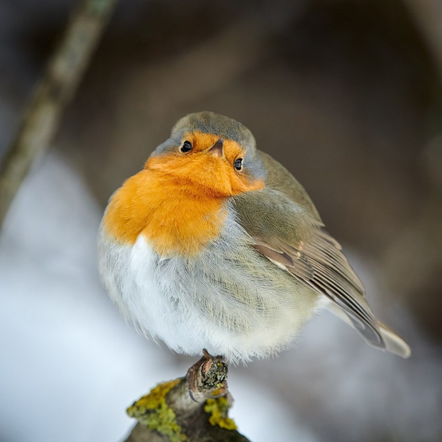 Птенец зарянки