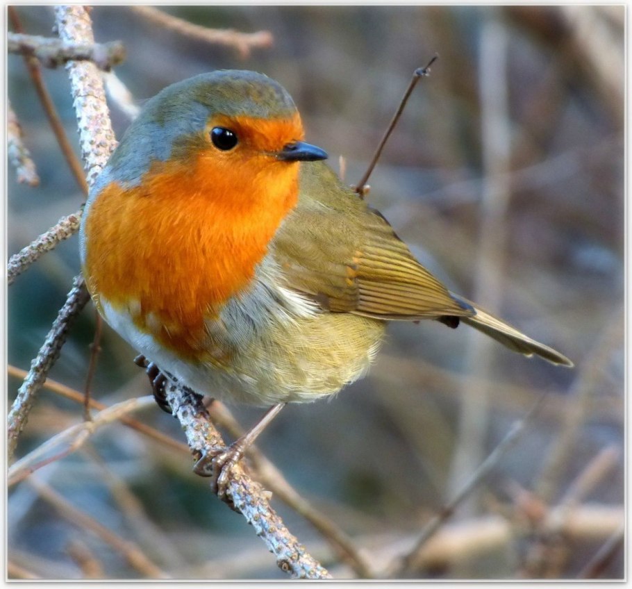 Малиноаогоудая петроика