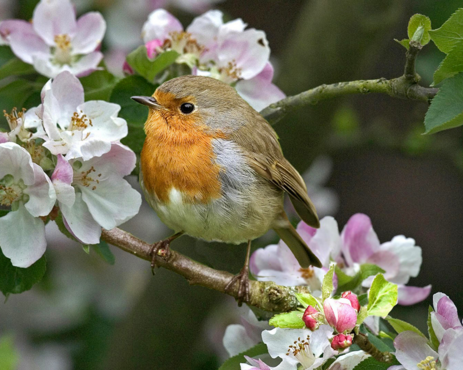 Весенние птички