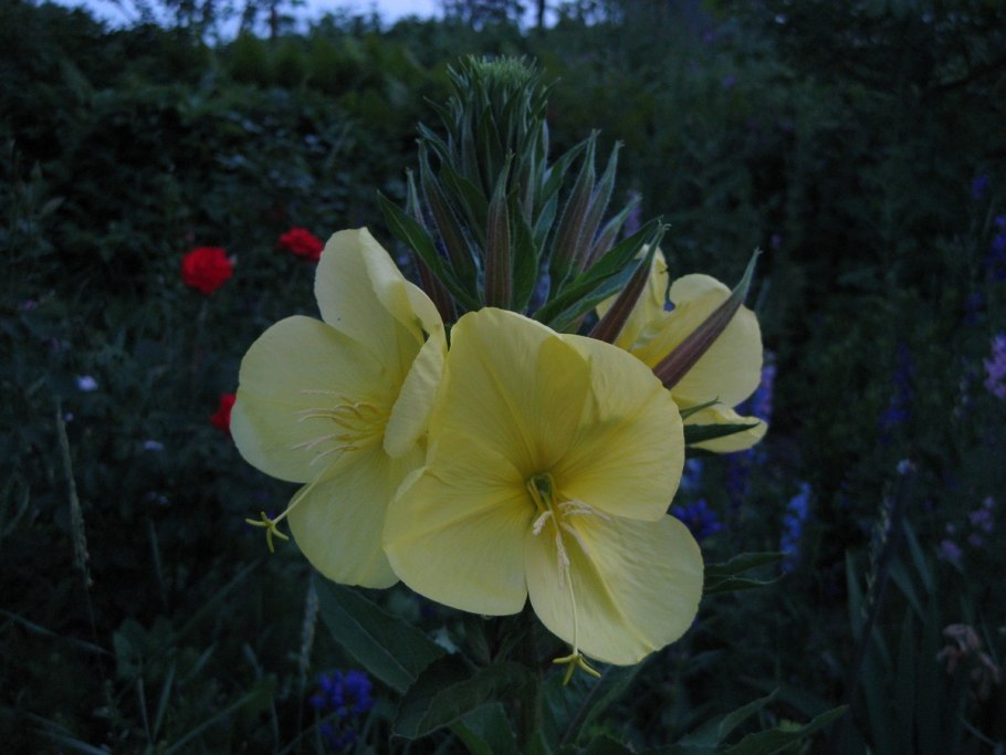 Лесная красавица цветок