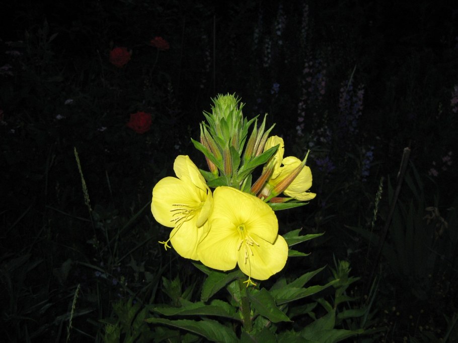 Ночная красавица цветок энотера