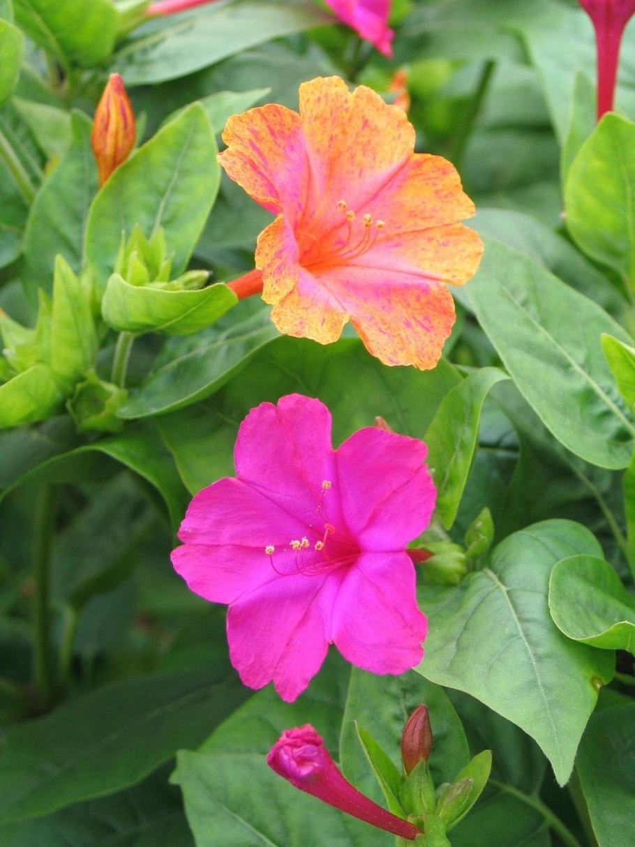 Зорька цветы мирабилис