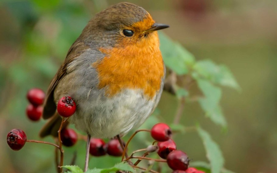 Зорька Зорянка