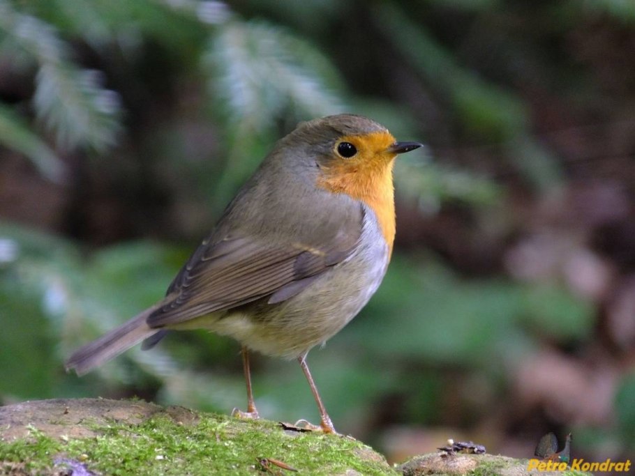 Зорянка или Зарянка