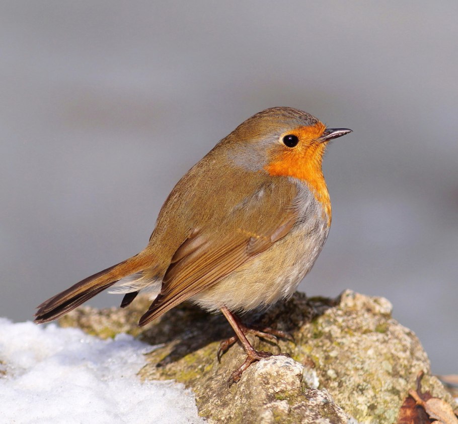 Зарянка хвост