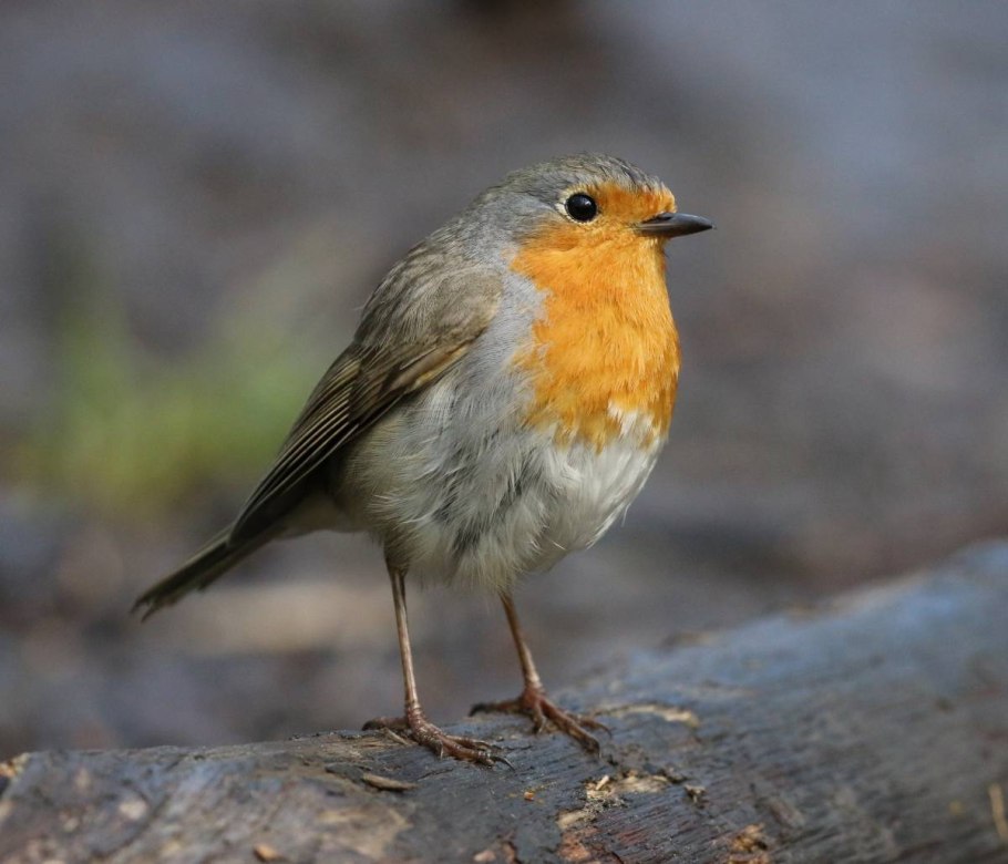 Птица Зарянка Малиновка