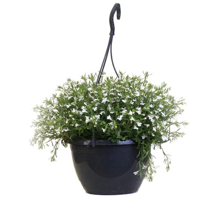 Лобелия ампельная белая