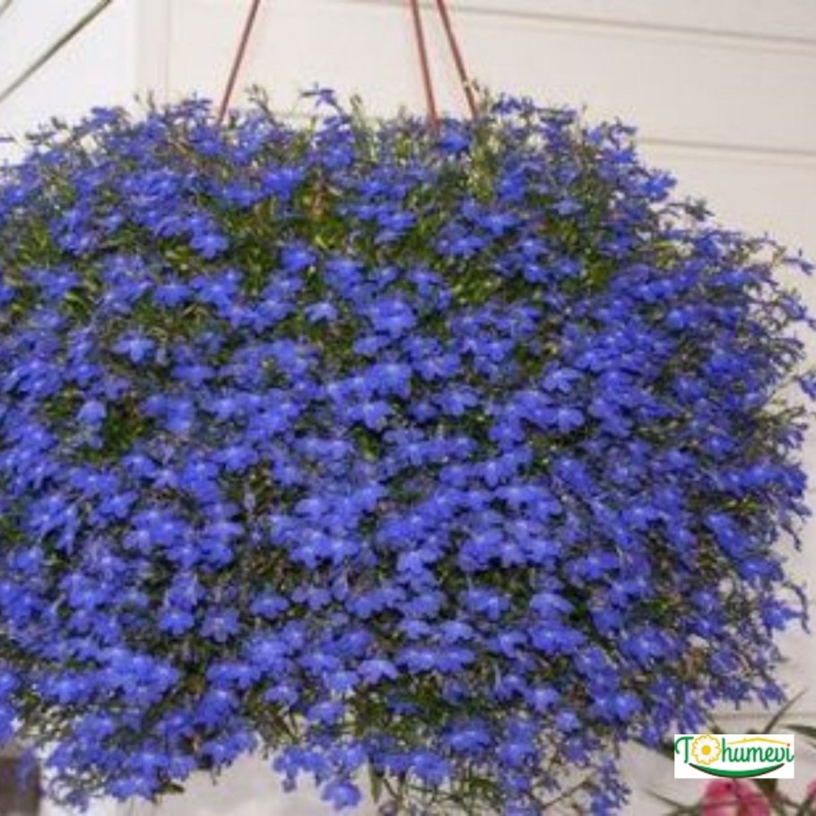 Лобелия бордюрная