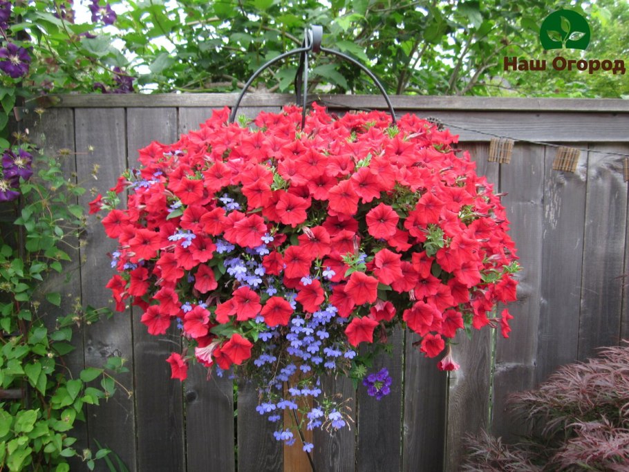 Бакопа сурфиния калибрахоа