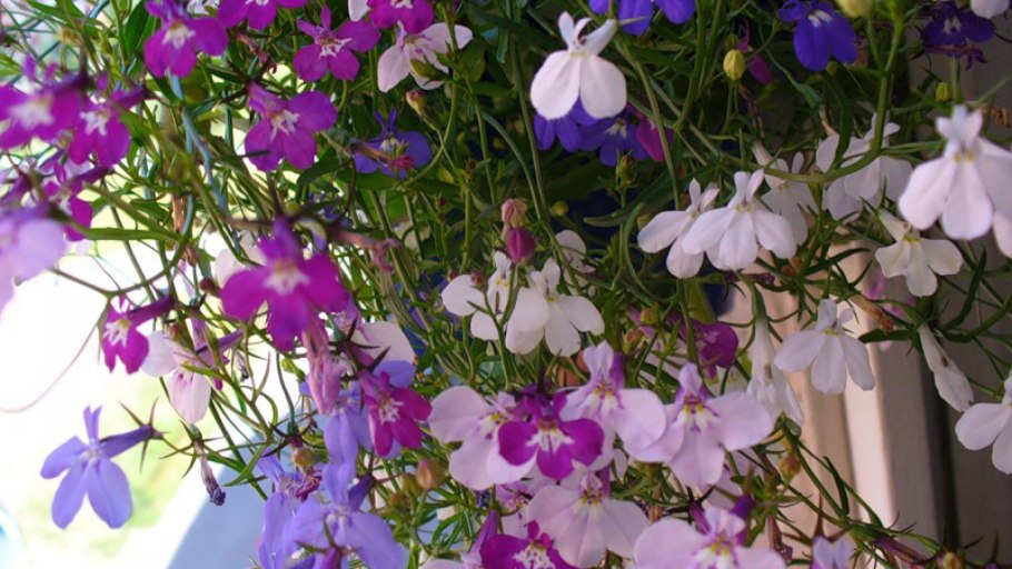 Лобелия кустовая Ривьера Скай Блю