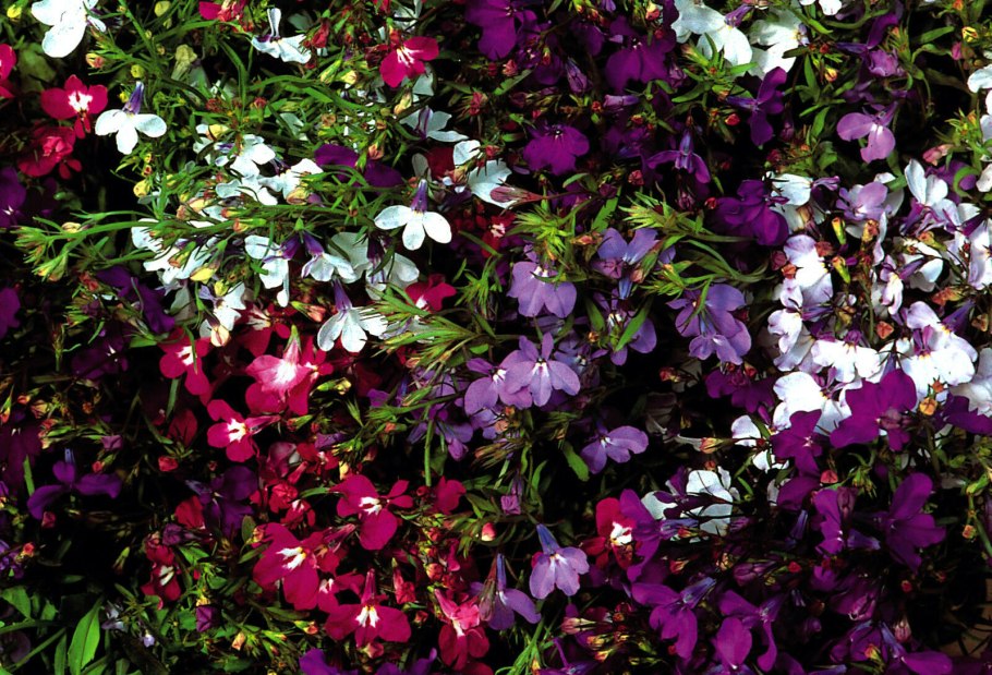 Лобелия ампельная