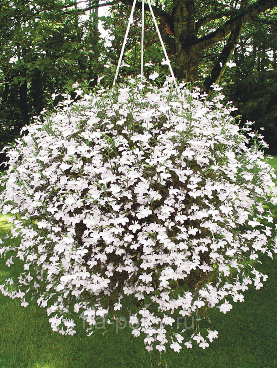 Лобелия белая