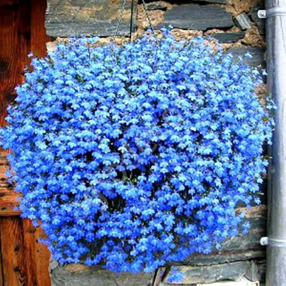 Лобелия петуния сурфиния