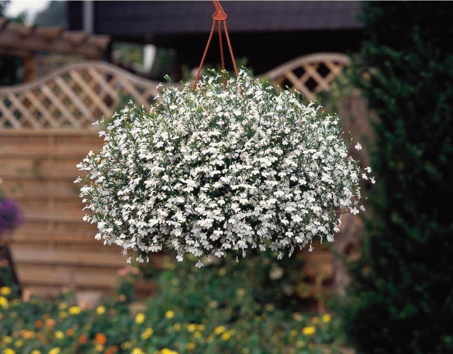 Лобелия ампельная