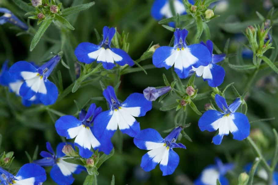 Лобелия ампельная