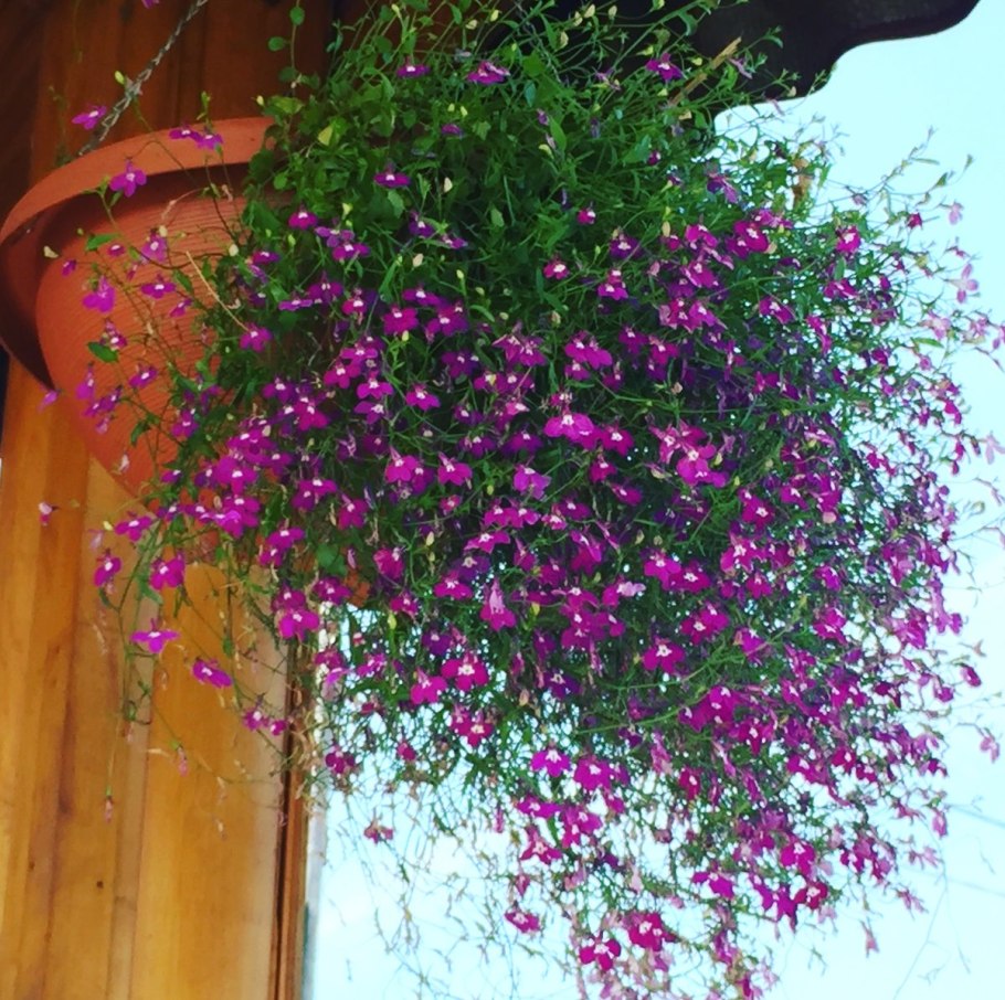 Цветы лобелия ампельная