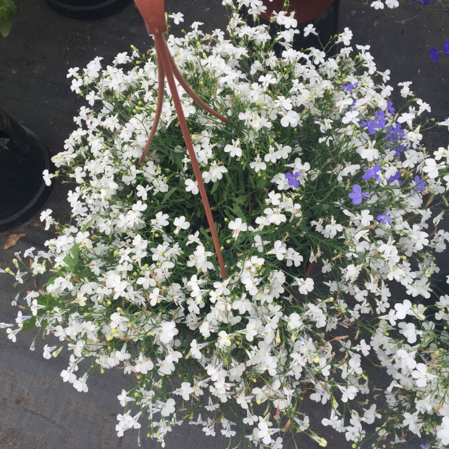 Лобелия ампельная