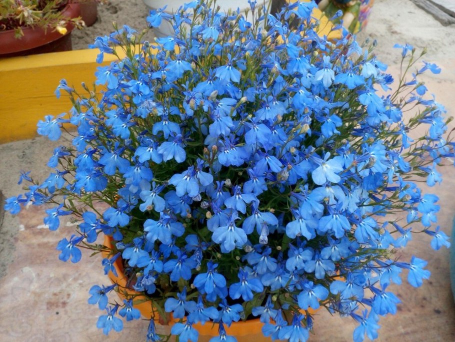 Лобелия Клебран