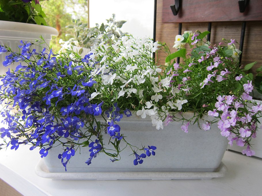 Цветущие лобелия ампельная