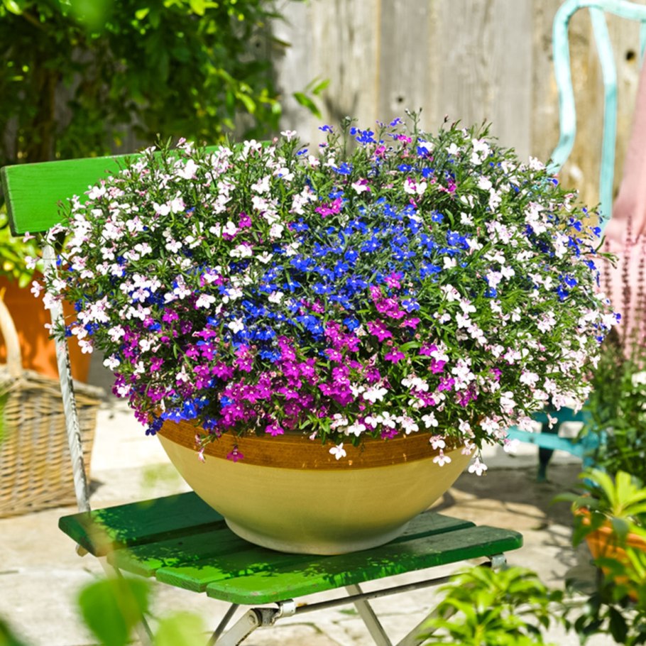 Лобелия регата микс