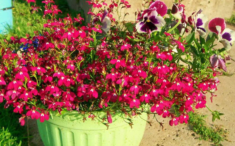 Лобелия ампельная Каскад