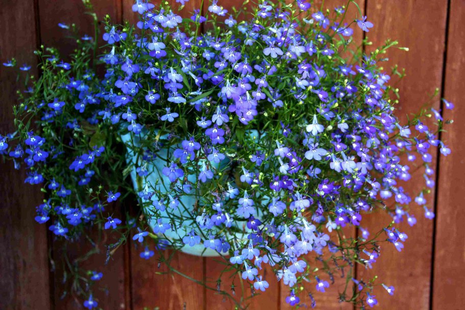 Лобелия ипомея клематис