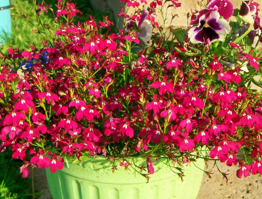 Лобелия каскадная пурпурно-красная