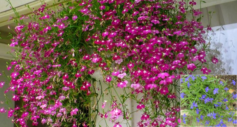 Лобелия ампельная