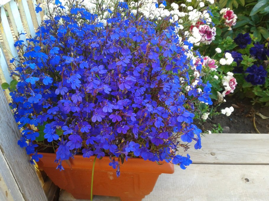 Лобелия Ривьера Миднайт Блю