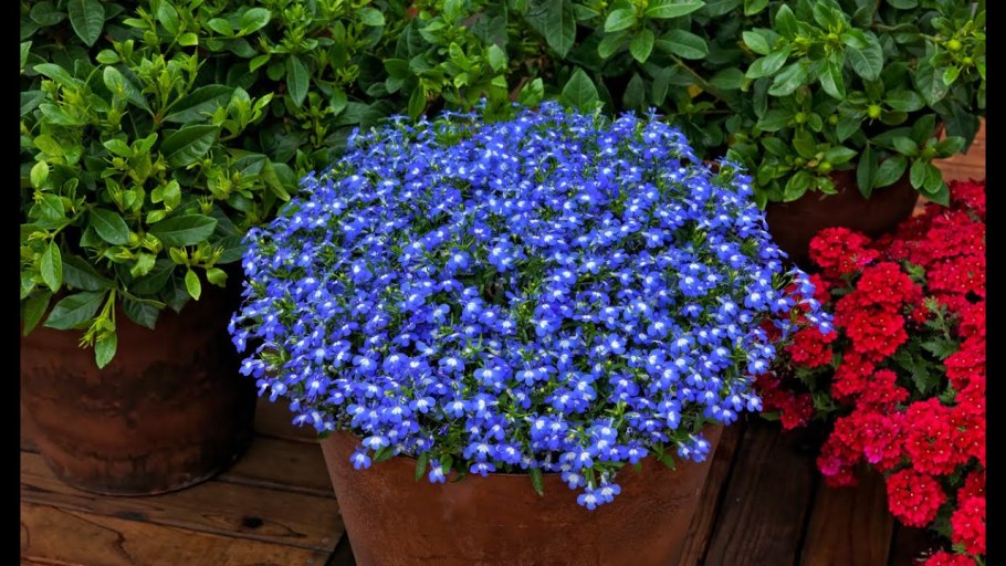 Лобелия эринус