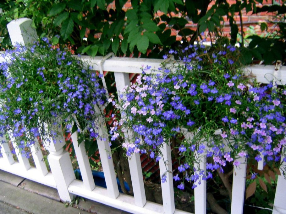 Лобелия ампельная