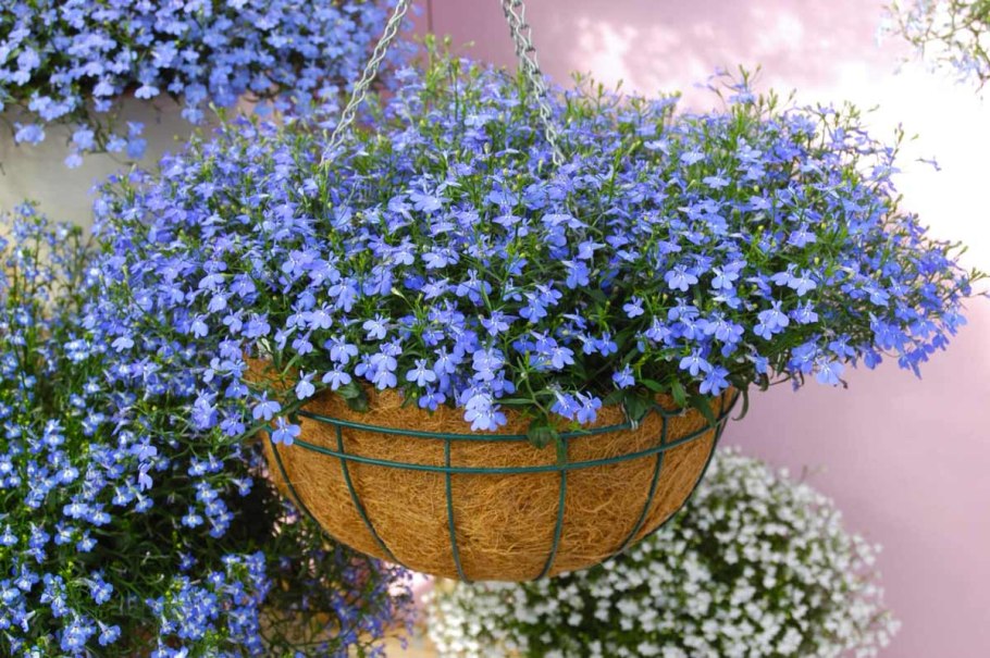 Лобелия ампельная