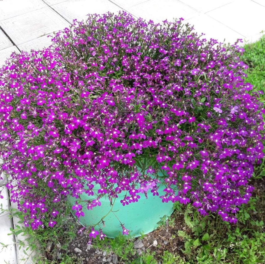 Лобелия ампельная и петуния