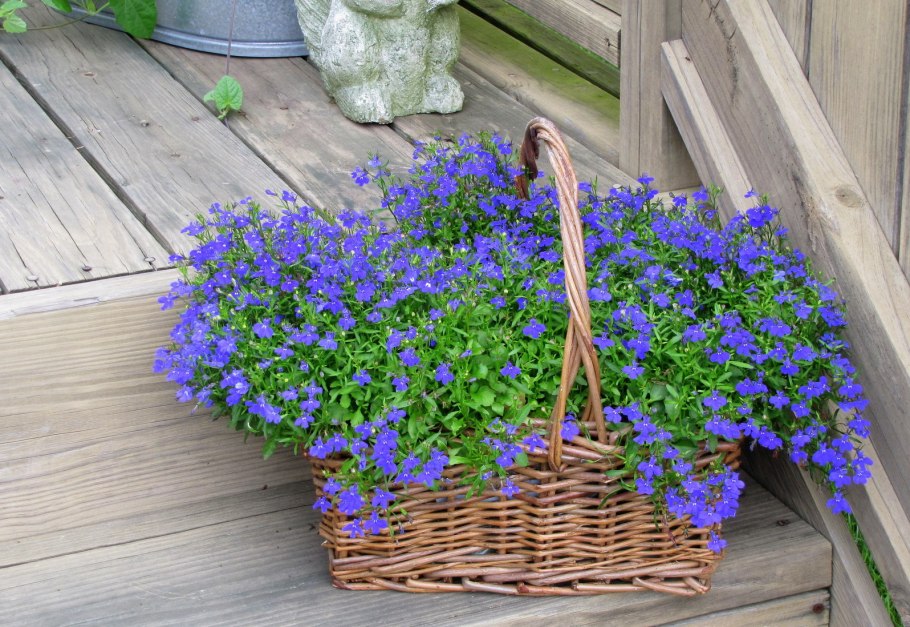 Лобелия ампельная регата