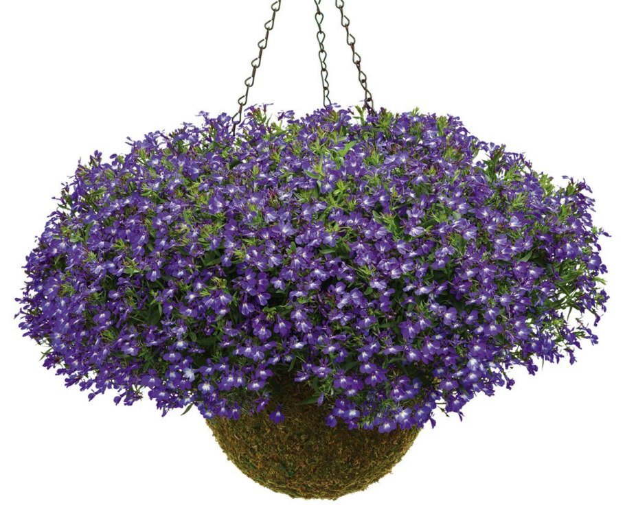 Лобелия ампельная