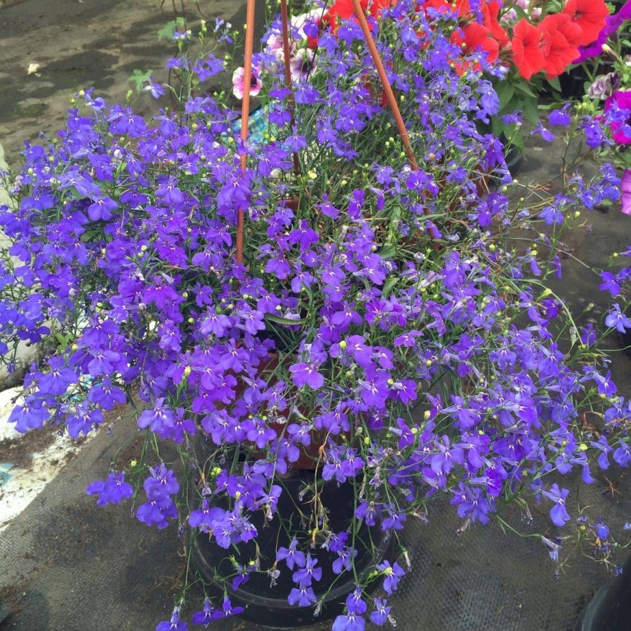 Лобелия Ниагара ампельная