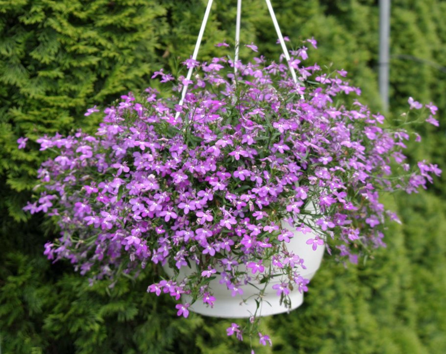 Лобелия ампельная Розамунда