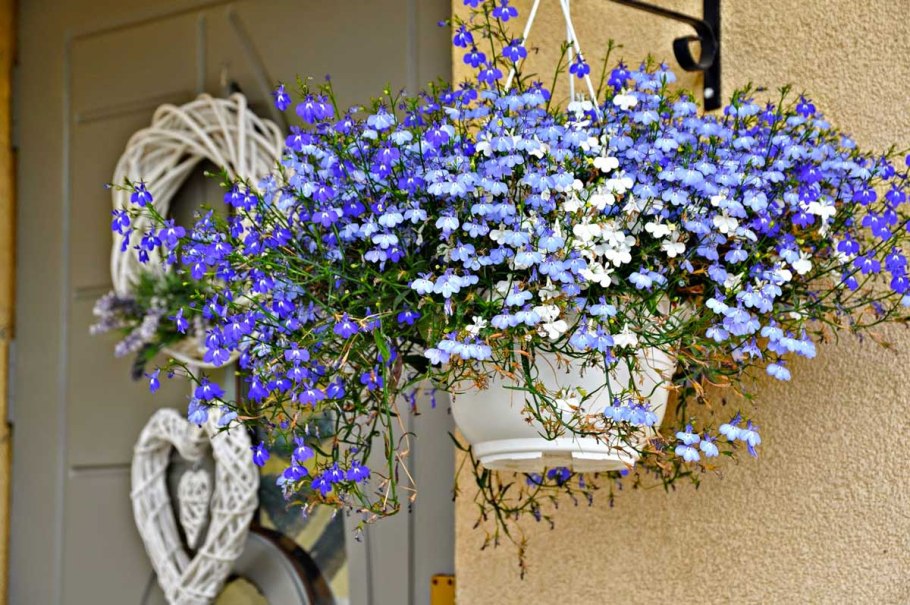 Лобелия ампельная