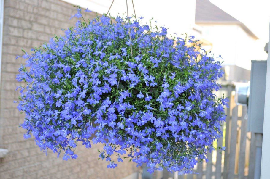 Лобелия Ниагара ампельная