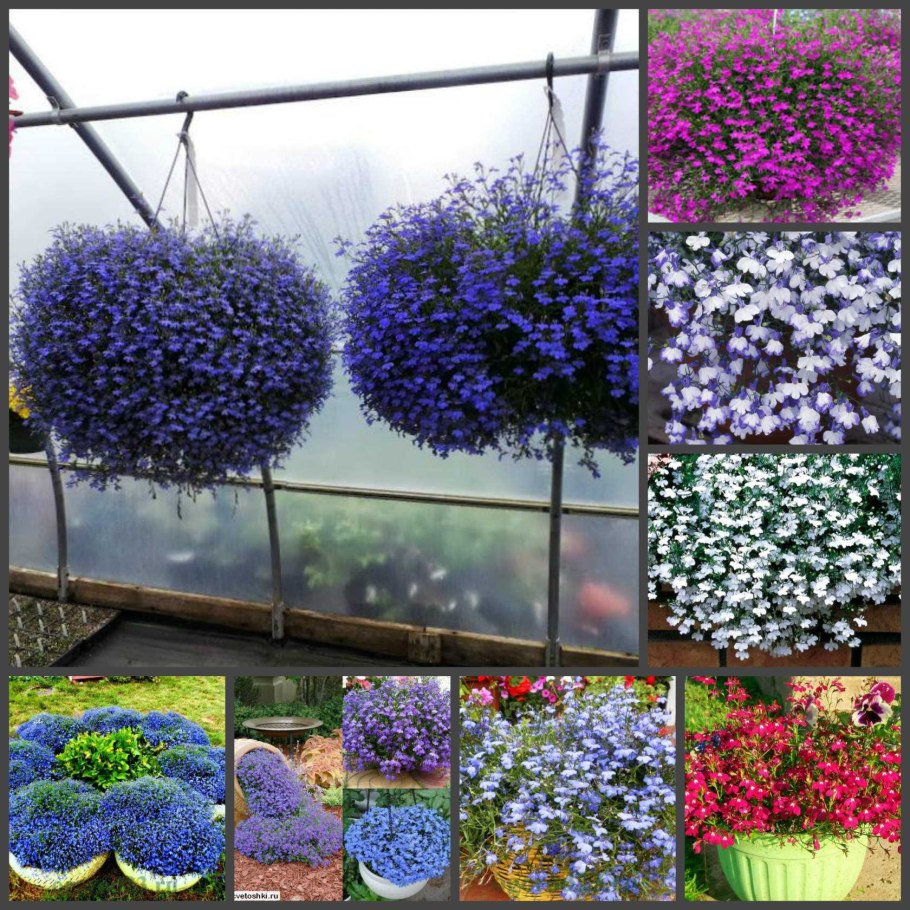 Лобелия ампельная Каскад микс