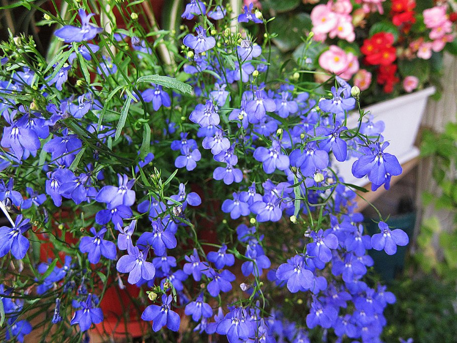 Лобелия ампельная Розамунда