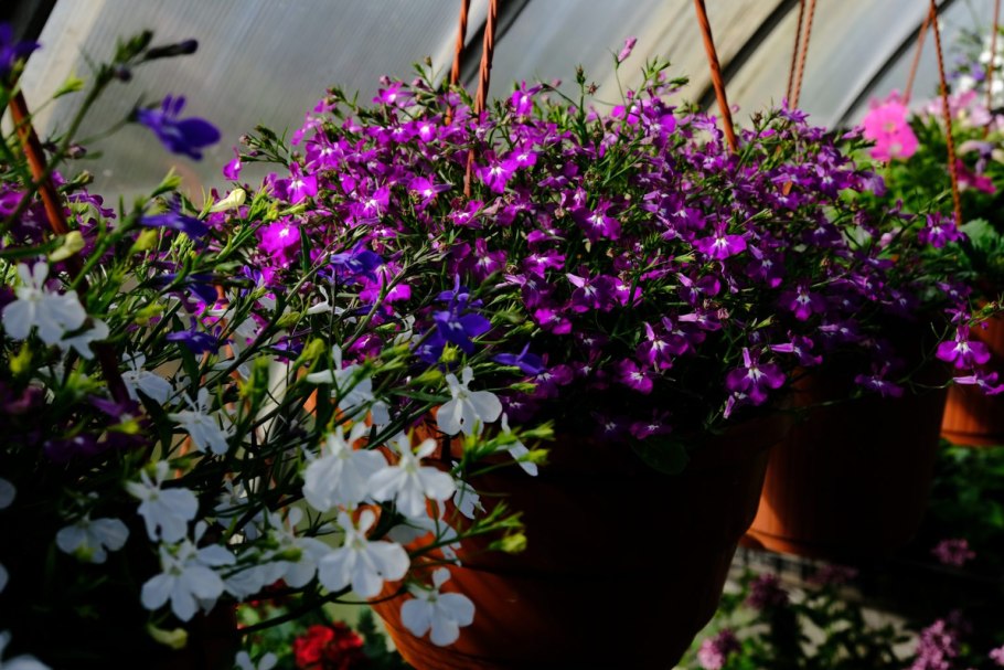 Лобелия ампельная регата микс