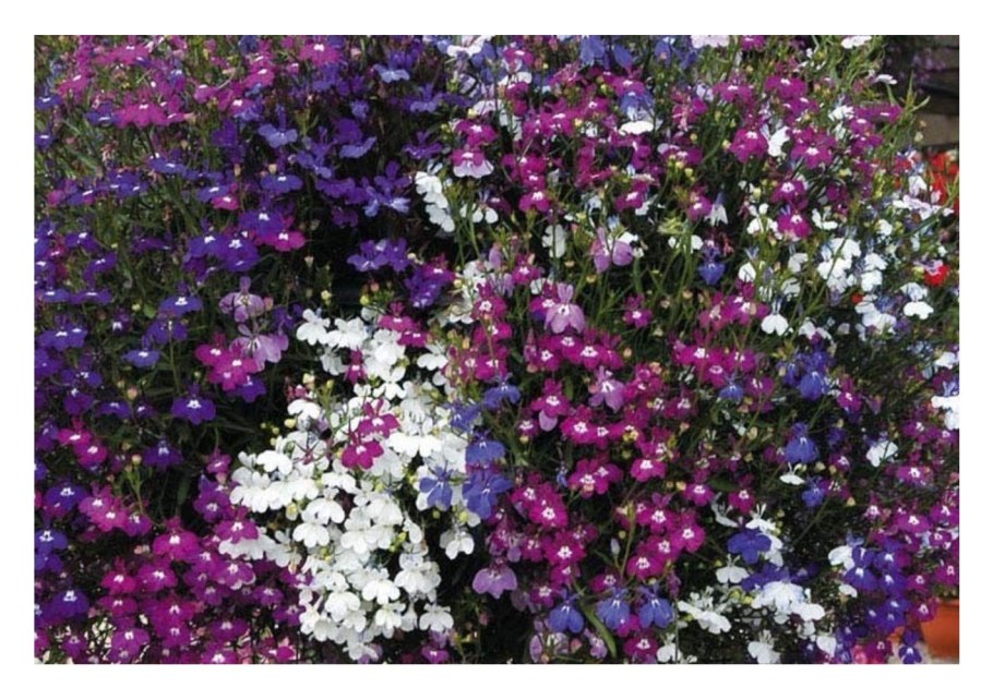 Лобелия ампельная