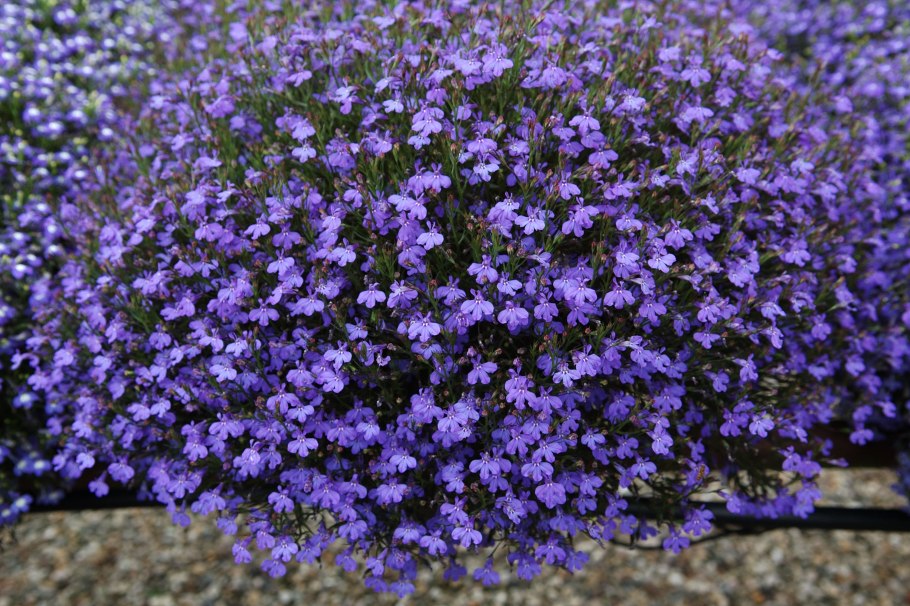 Лобелия ампельная белая